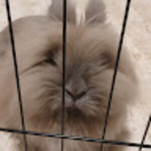 Meet your Posher, Riley